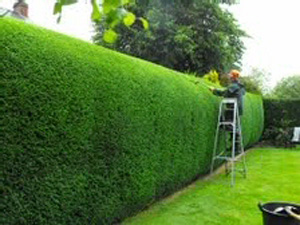 Greater Vancouver's tree specialists